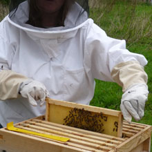 Fishers Farm bees